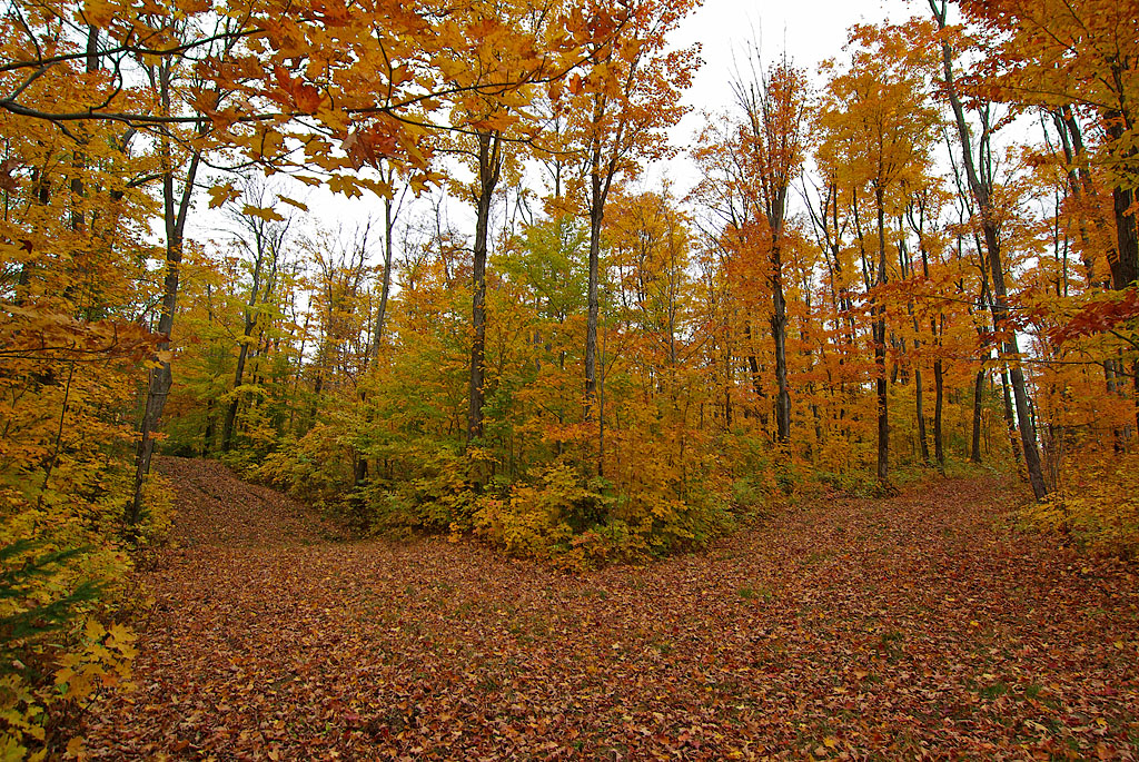 Two Roads Diverged In A Yellow Wood Painting at Explore collection of Two