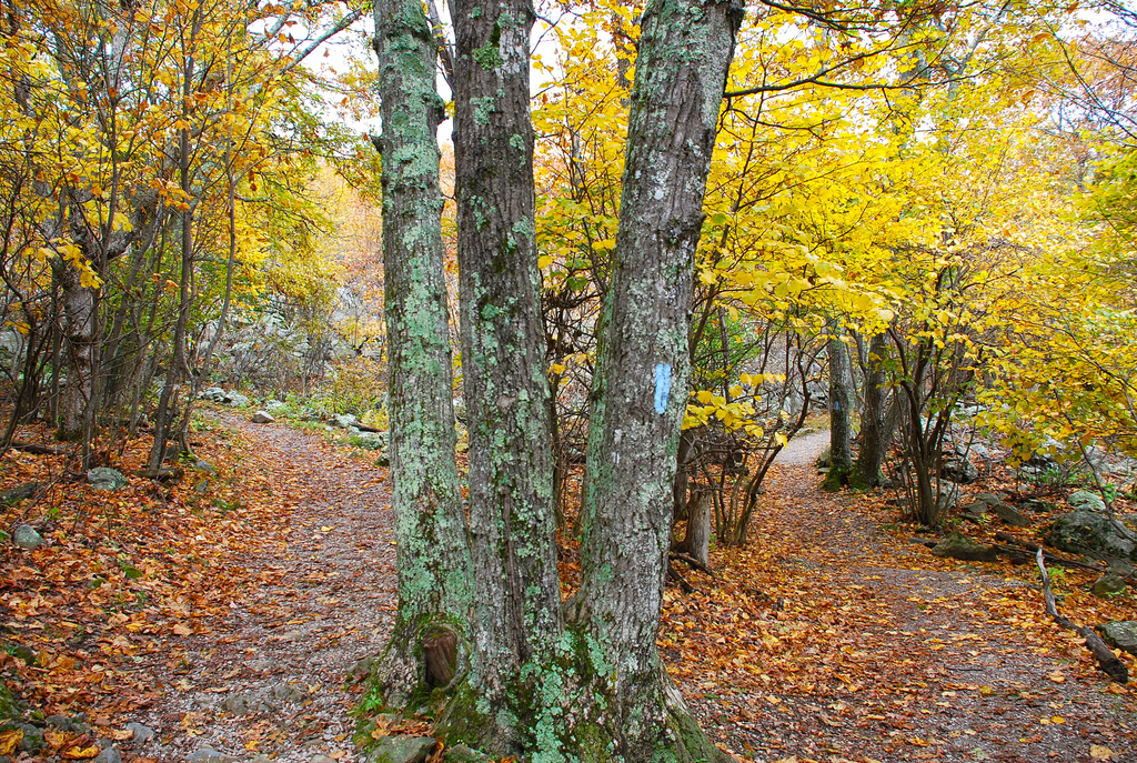 1024x687 Two Roads Diverged In A Yellow Wood 6172057 - Two Roads Diverged In A Yellow Wood Painting