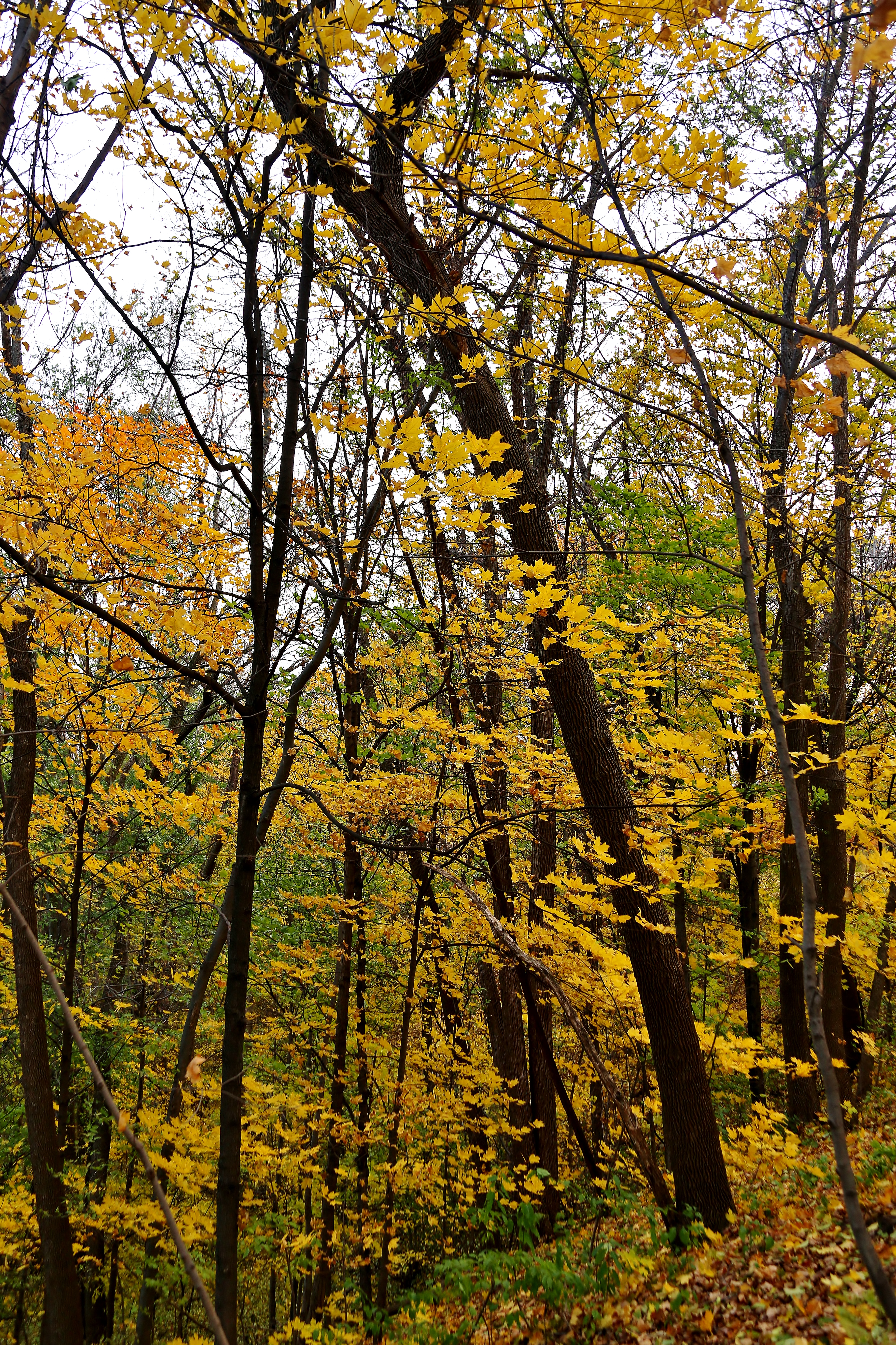 3648x5472 Metaphor Dobetteralways - Two Roads Diverged In A Yellow Wood Painting