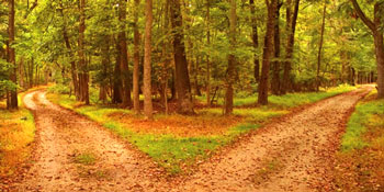 350x175 Poetry Tea In A Teacup - Two Roads Diverged In A Yellow Wood Painting