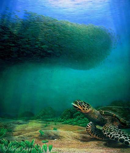 426x500 Carlos Hiller Underwater Scenes Fine Art - Underwater Art Painting