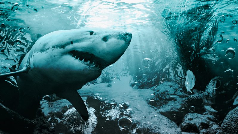 800x451 Osvmatte Painting - Underwater Painting