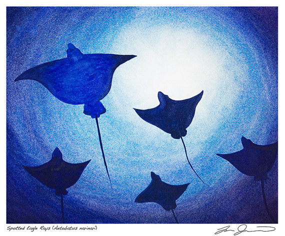 570x472 Items Similar To Spotted Eagle Rays Underwater Watercolor Print - Underwater Watercolor Painting
