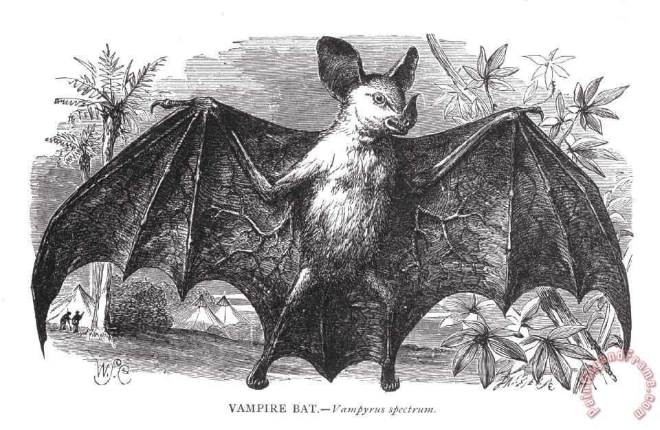 960x625 Others Vampire Bat Painting - Vampire Bat Painting