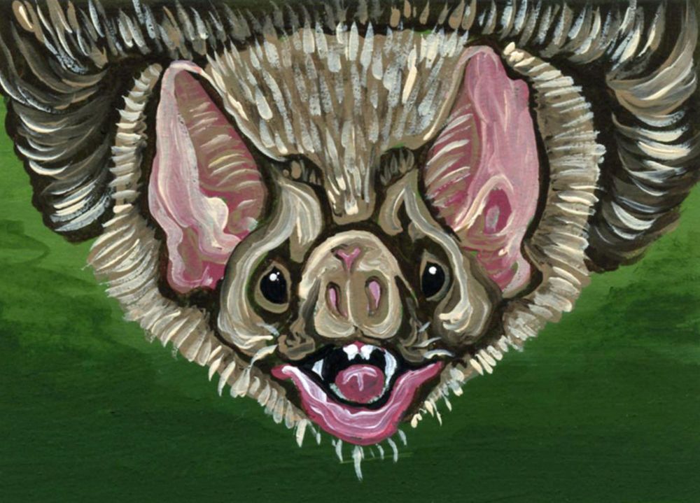 1000x719 309 Best Wildlife Art Images On Amazon, American Black - Vampire Bat Painting