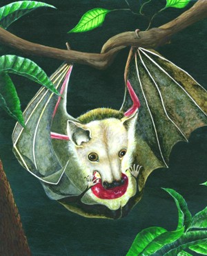 300x370 Ashley Coll Fine Art Gallery Paintings And Limnited Edition Prints - Vampire Bat Painting