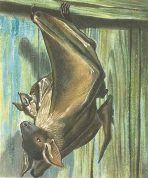 300x359 Bat - Vampire Bat Painting