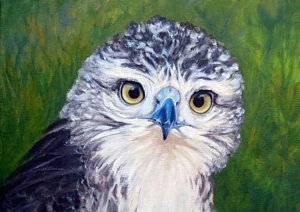 300x212 Red Tail Hawk Paintings - Van Hawk Painting