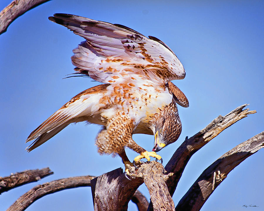 900x720 Red Tail Hawk Photograph By Van Allen Photography - Van Hawk Painting