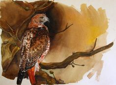 236x173 Red Tailed Hawk Turned Phoenix Painting - Van Hawk Painting