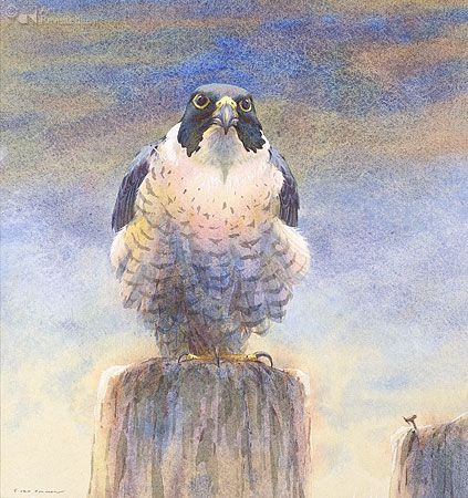 423x450 Erik Van Ommen Bird Painting Watercolor Bird, Bird - Van Hawk Painting