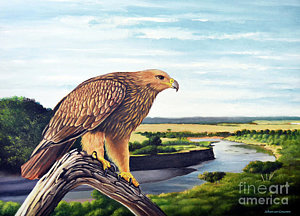 300x216 Fish Hawk Paintings Fine Art America - Van Hawk Painting