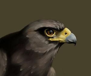 300x250 Harris Hawk Paintings Fine Art America - Van Hawk Painting