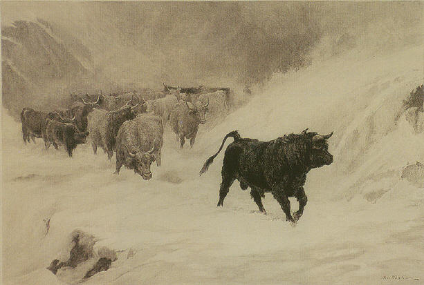 613x413 Western Cattle In Storm - Vanguard Painting