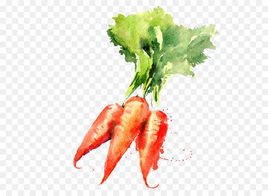 900x660 Watercolor Painting Vegetable Drawing Carrot - Vegetable Painting