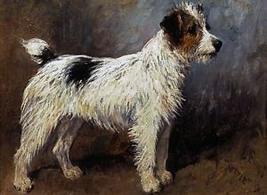 300x219 Rough Coated Jack Russell Terrier Dog Painting By John Emms - Victorian Dog Painting
