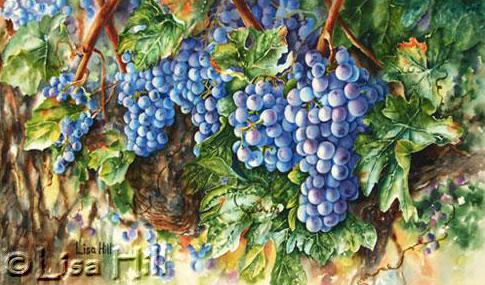 485x285 Step By Step Watercolor Demonstration Of Purple Grapes - Vine Painting