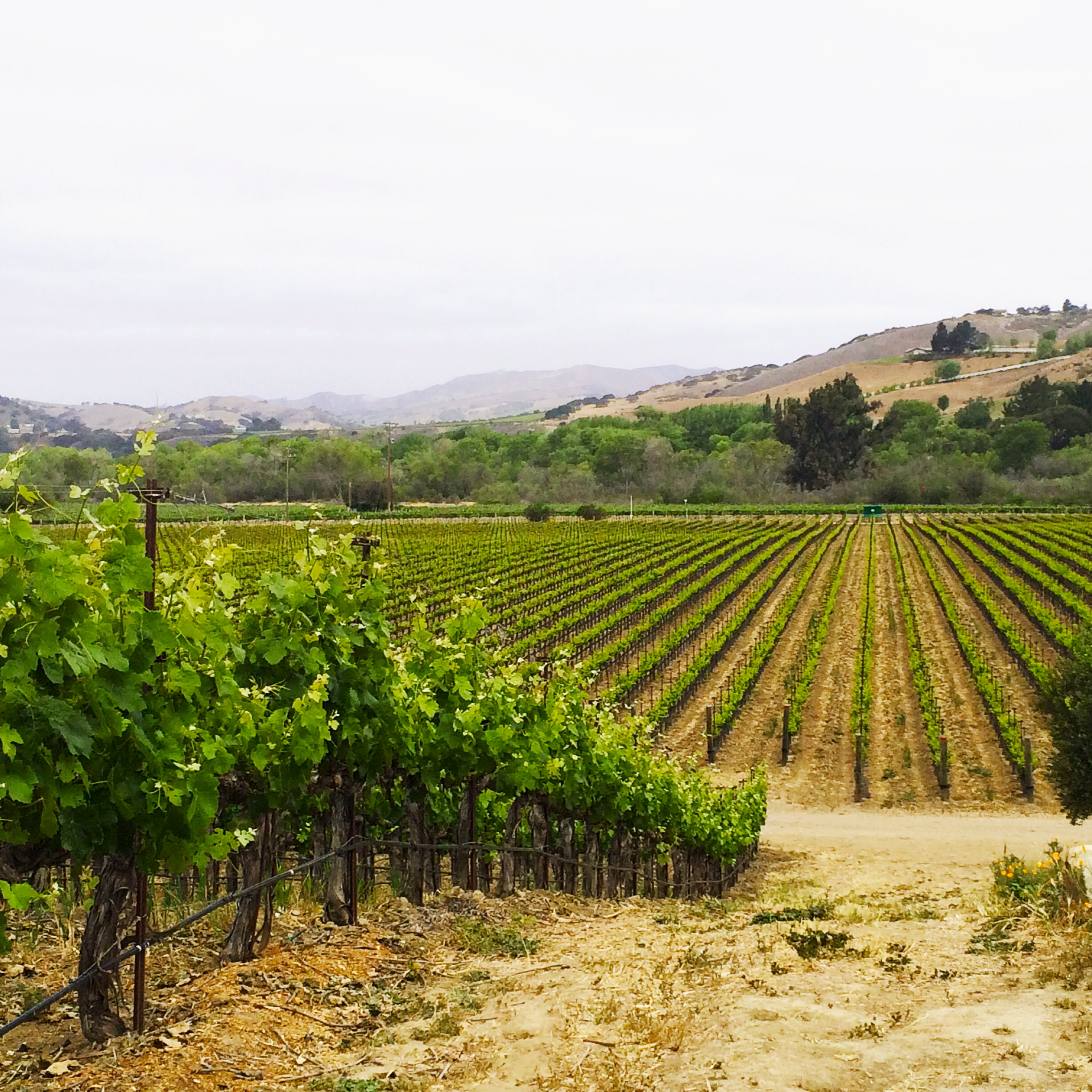 2448x2448 Painting In The Vineyard @ Lafond - Vineyard Painting