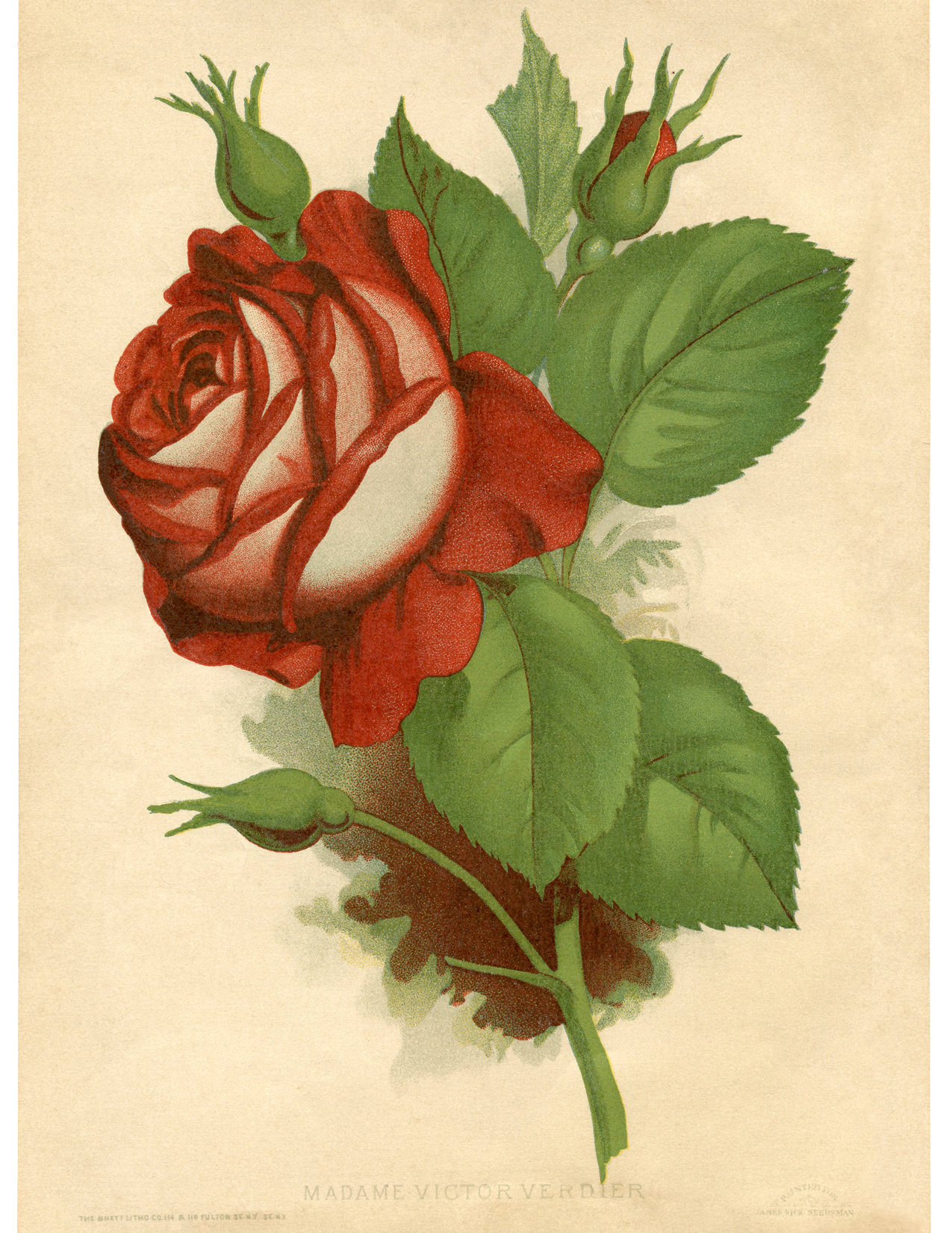 1275x1650 Red Rose Vintage Printable - Vintage Rose Painting