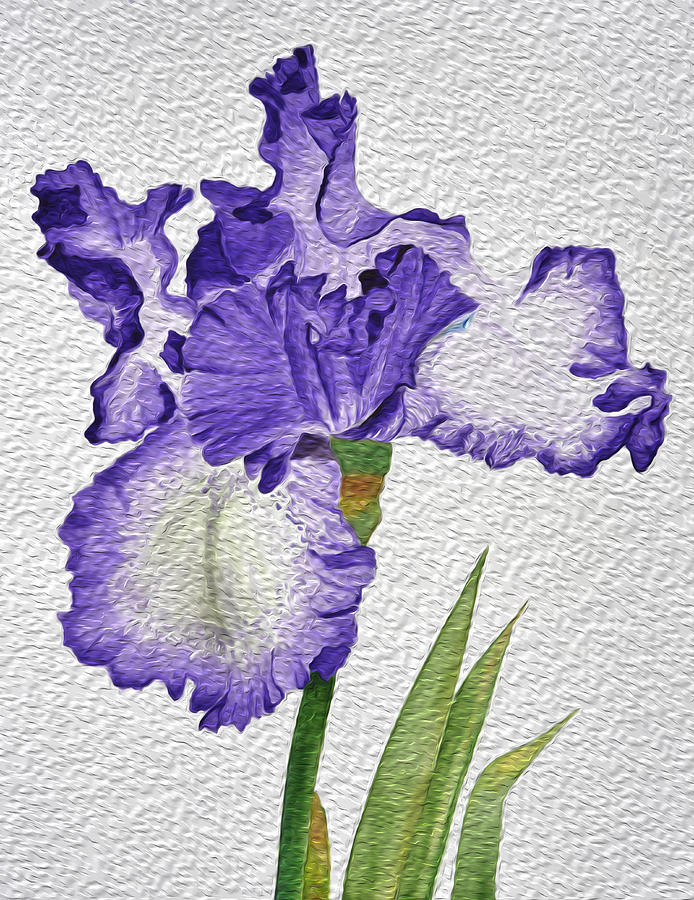 694x900 Violet Iris Flower With Oil Paint Effect Photograph By Linda Brody - Violet Flower Painting