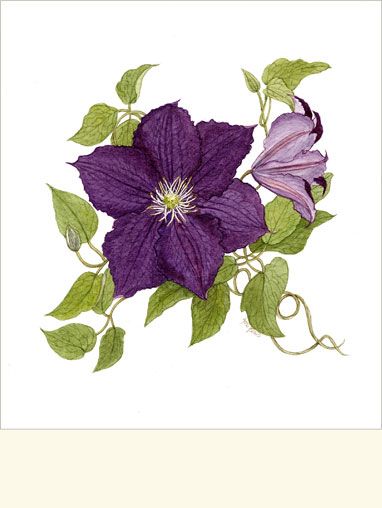 382x508 Violet Clematis Painting. Flowers Delphinium - Violet Flower Painting