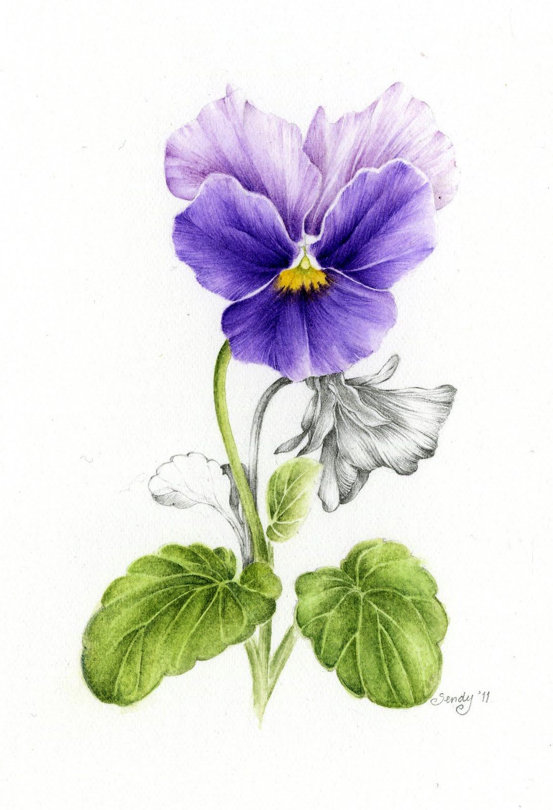 1093x1600 Watercolor Pencils April Blossom From Patricia Jones Colored - Violet Flower Painting