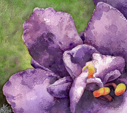 480x428 Paintings In Violet Images Garden Flower Art Gallery - Violet Painting