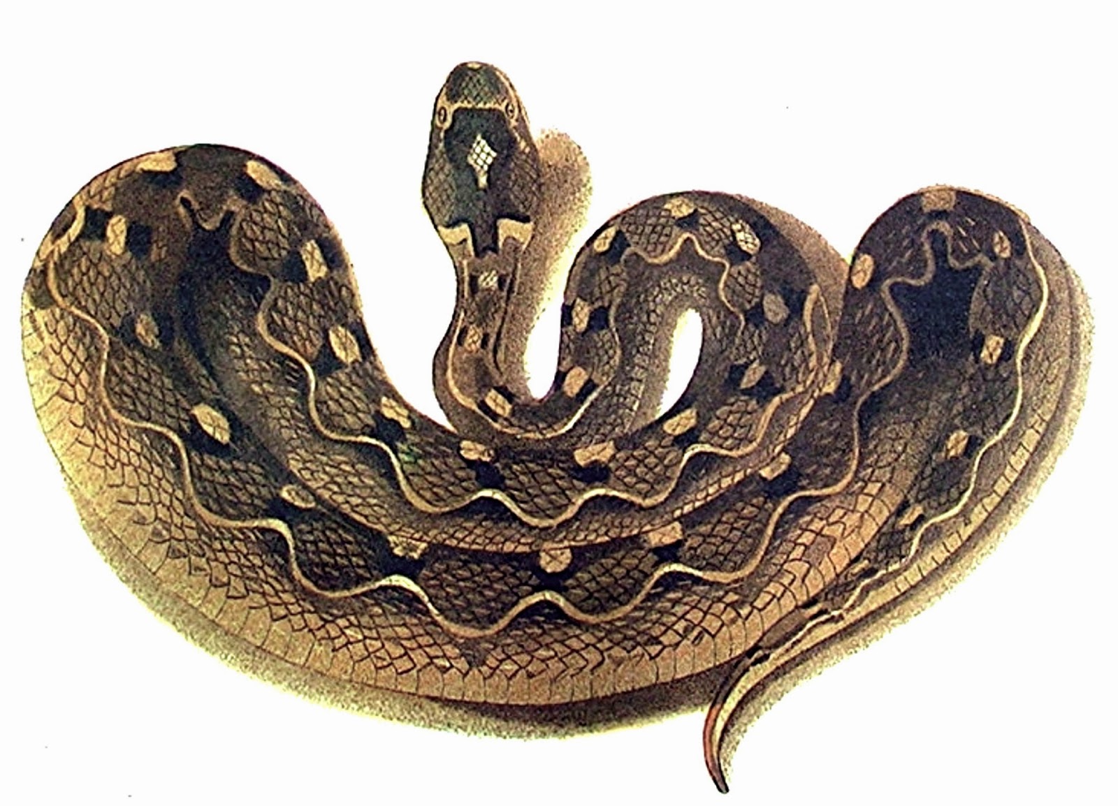 1600x1154 Shukernature Sherlock Holmes And The Speckled Band An Unknown - Viper Painting