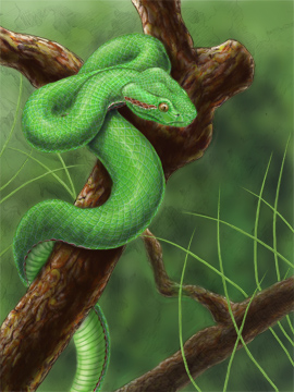 270x360 Snake Biomedical Squiggles - Viper Painting