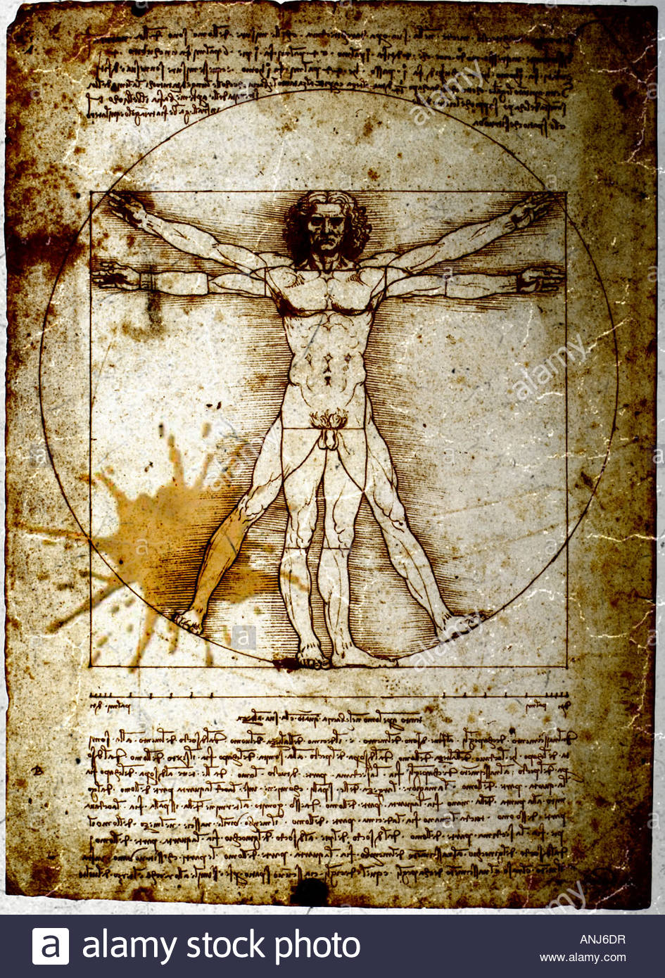 945x1390 Vitruvian Man By Leonardo Da Vinci Soiled With Coffee Stains Stock - Vitruvian Man Painting