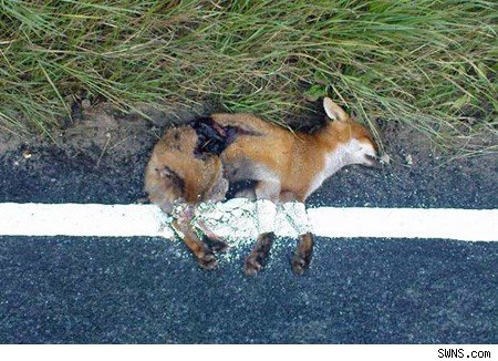 450x326 This Will Need Vixen - Vixen Painting