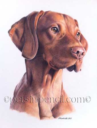 340x450 Nala By Marie Huntrods - Vizsla Painting