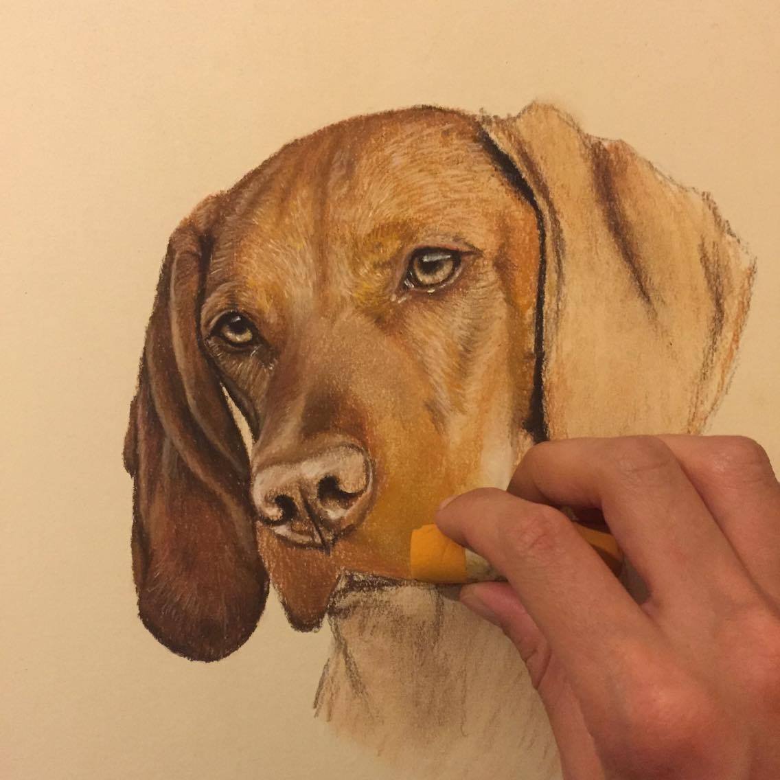 1136x1136 Updated 50 Portraits And Paintings Of Hungarian Vizslas Gillian - Vizsla Painting
