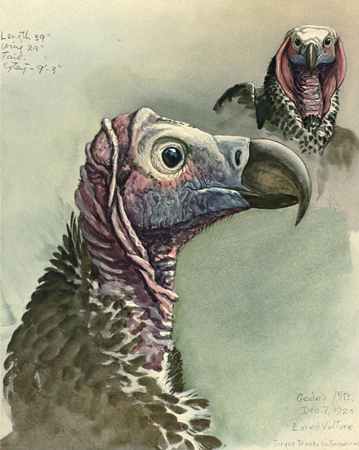 718x900 Lappet Faced Vulture Painting By Dreyer Wildlife Print Collections - Vulture Painting