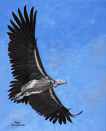 366x455 Lappett Faced Vulture - Vulture Painting