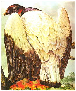 260x312 Painted - Vulture Painting