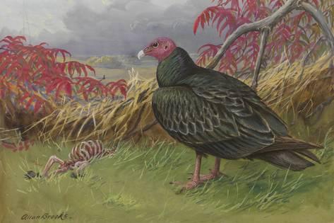 473x315 Painting Of A Turkey Vulture Standing Beside A Skeleton Giclee - Vulture Painting
