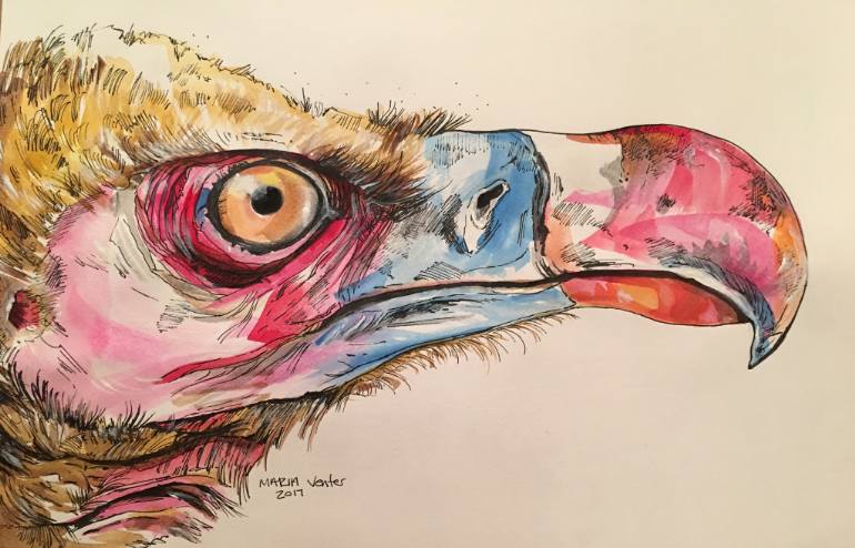 770x494 Saatchi Art White Headed Vulture Painting By Maria Venter - Vulture Painting