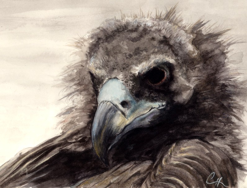 796x606 The Cinereous Vulture - Vulture Painting