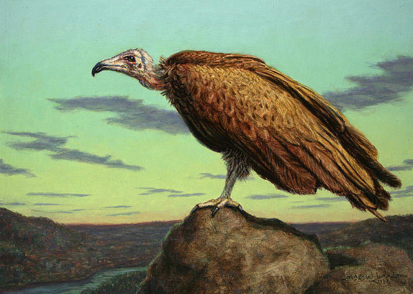 600x427 Buzzard Rock Art Print By James W Johnson - Vulture Painting