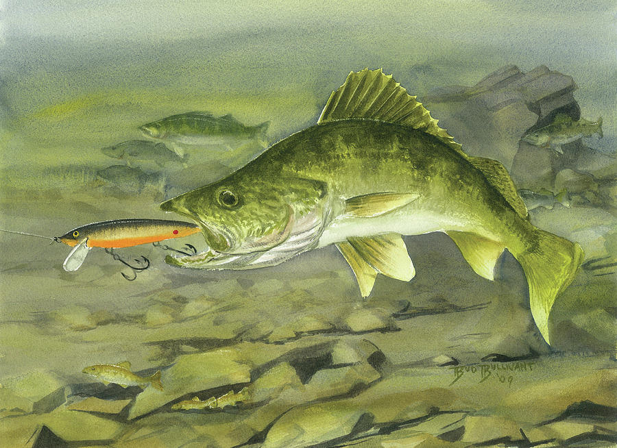 900x654 Rocky Reef Walleye Painting By Bud Bullivant - Walleye Painting
