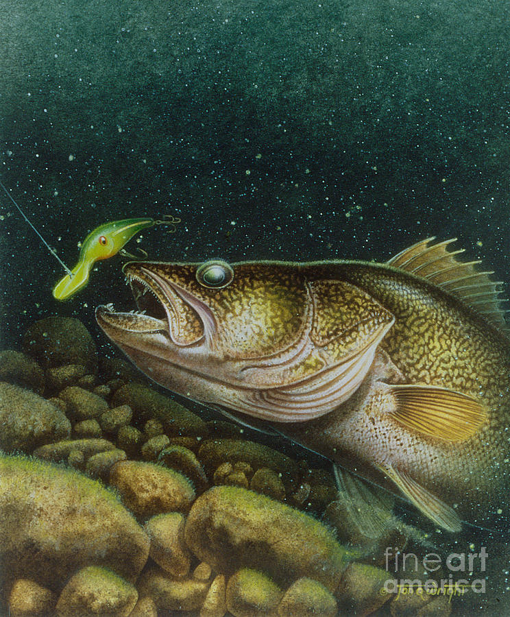 744x900 Walleye And Crank Bait Painting By Jq Licensing - Walleye Painting