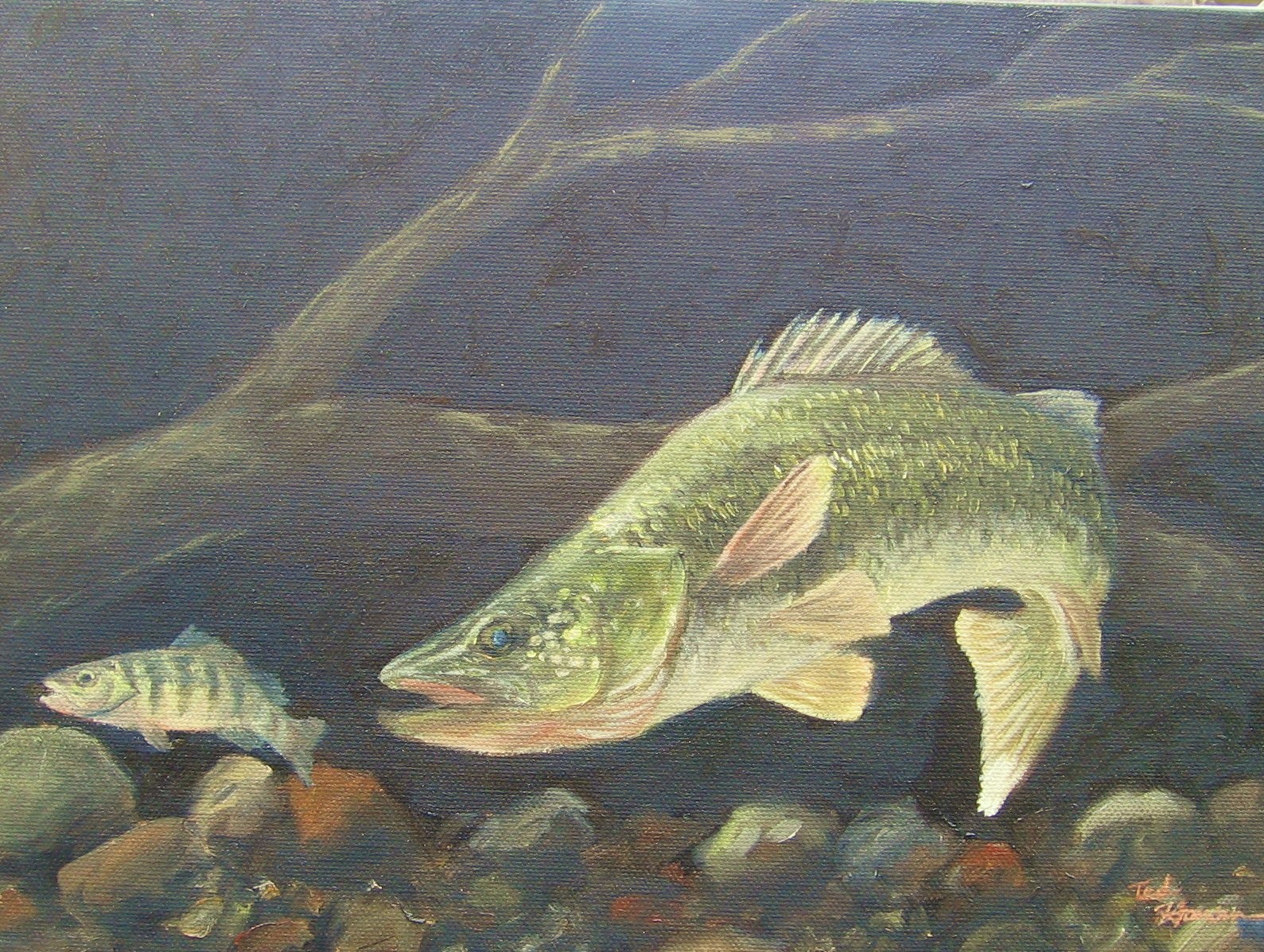 1589x1197 Walleye Eating Perch Painting Fine Art, Fine Fishing - Walleye Painting