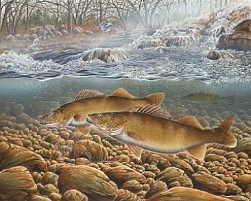 366x293 Walleye Fish - Walleye Painting
