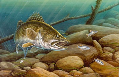 400x258 Walleye Amp Shiners - Walleye Painting