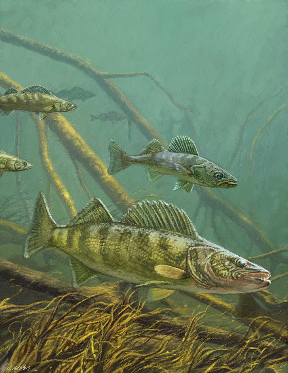 1000x1294 A Gallery Of Illustration By Dan Burroutdoor Art Dan Burr - Walleye Painting