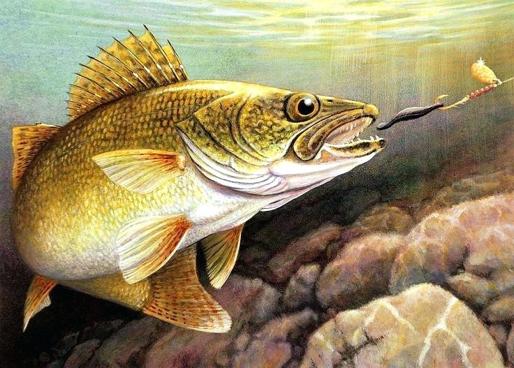 736x527 Walleye Painting Tamagorooo.club - Walleye Painting