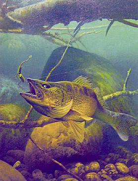 279x366 Larry Tople - Walleye Painting