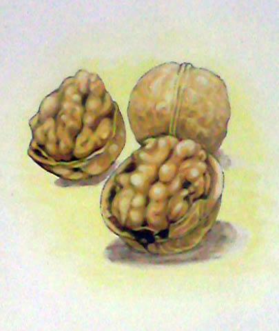 405x480 Walnut Fruit Touchtalent - Walnut Painting