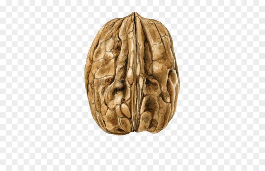 900x580 Walnut Watercolor Painting Drawing Illustration - Walnut Painting